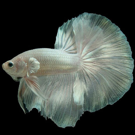 Betta Macho Media Luna White