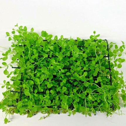 Micranthemum Monte Carlo Malla 15x10 cms