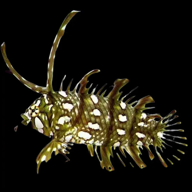 Novaculichthys taeniourus con cuerpo alargado y robusto, tonos verdes y marrones con bandas irregulares oscuras a lo largo del cuerpo. Cabeza perfilada, ojos prominentes y aletas bien definidas.