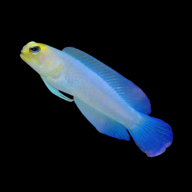 El Opistognathus aurifrons mostrando su cabeza de color amarillo brillante que contrasta con su cuerpo azul pálido y su boca prominente.