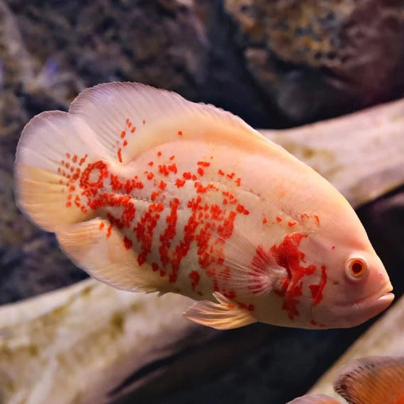 Oscar Tigre Albino 7,5 cm Astronotus ocellatus