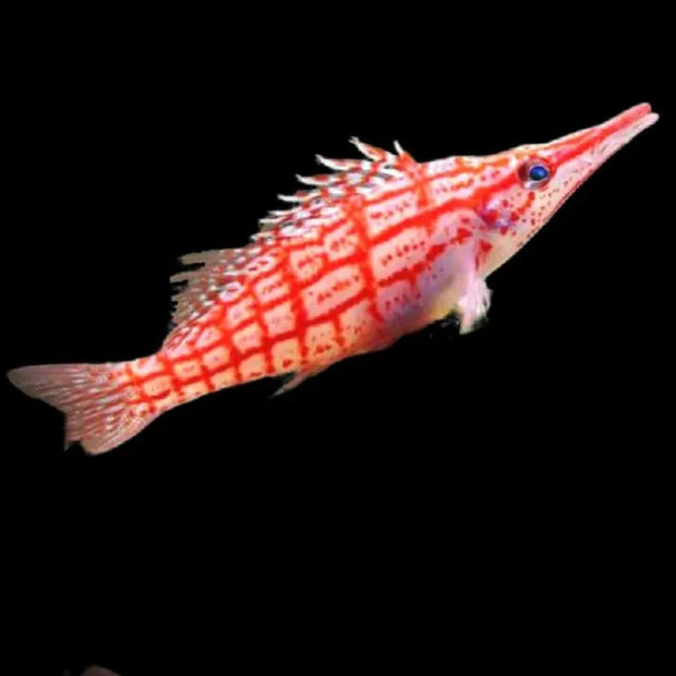 Oxycirrhites typus con cuerpo rayado en blanco y negro y aleta dorsal larga