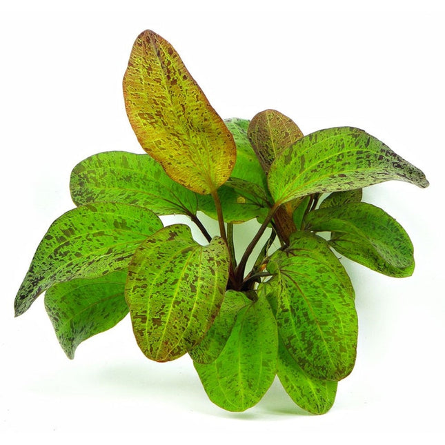 Echinodorus ozelot