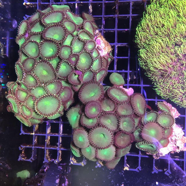 Palythoa Verde