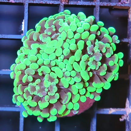 Euphyllia color verde flúor