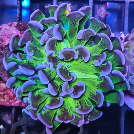 Euphyllia verde puntas moradas