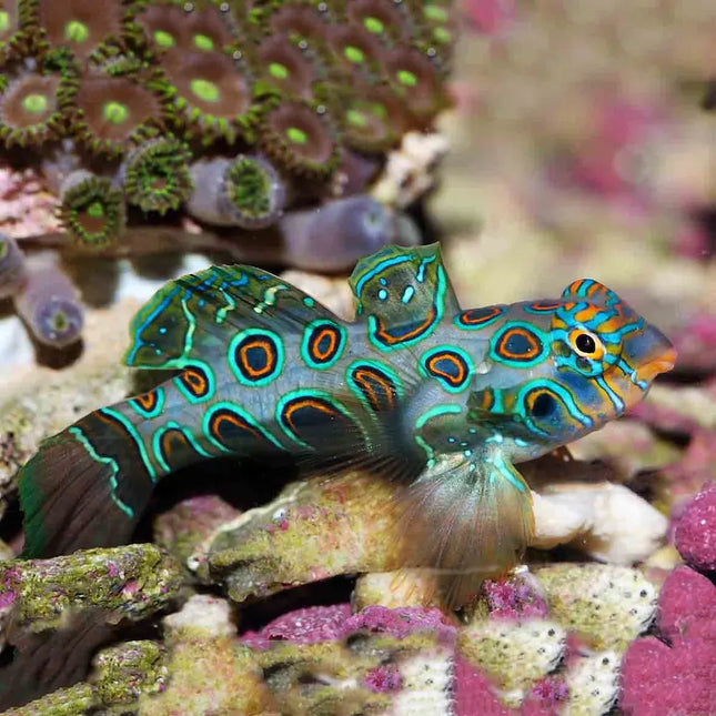 Synchiropus picturatus con cuerpo verde intenso cubierto de manchas irregulares en azul eléctrico y naranja. Ojos grandes, aletas redondeadas y cuerpo compacto con textura lisa y colores brillantes.