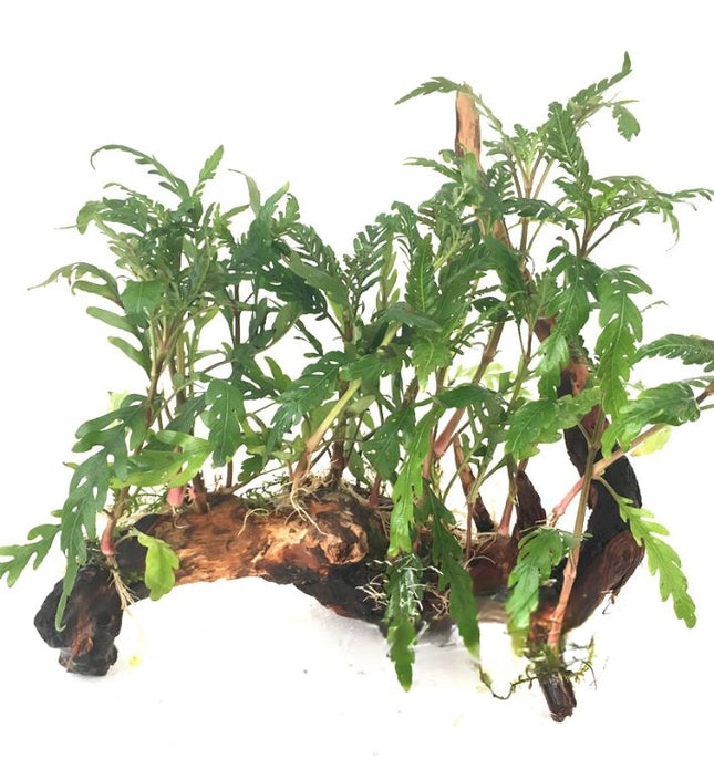 Bosque de Hygrophila pinnatifida