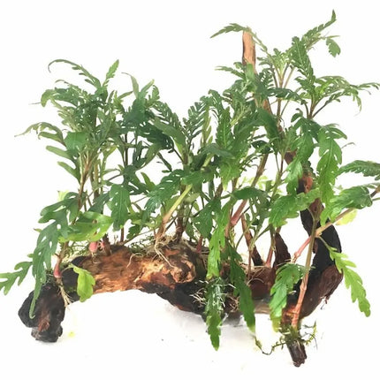 Bosque de Hygrophila pinnatifida con hojas finas de color bronce en acuario plantado natural

