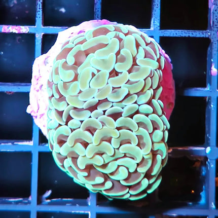 Euphyllia de puntas verdes