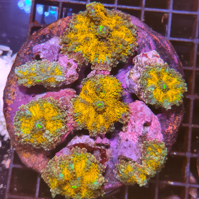 Ricordea yuma – Coral de colores intensos para acuarios marinos