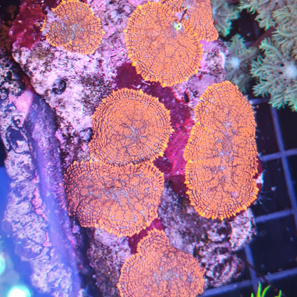 Rhodactis L – Coral Blando con Textura Rugosa y Colores Vivos para Acuarios Marinos