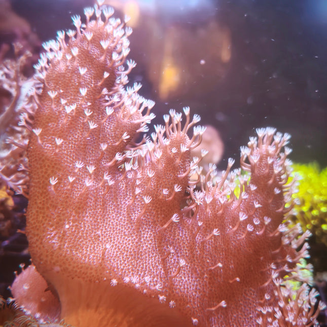 Lobophytum Esqueje – Coral Cuero Lobulado Resistente para Acuario Marino