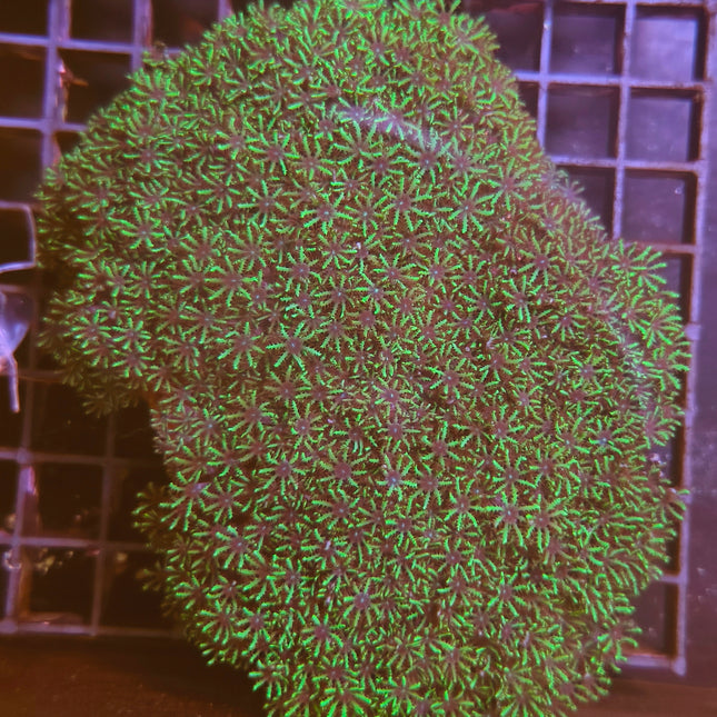 Symphodium – Coral blando colorido y resistente para acuarios marinos