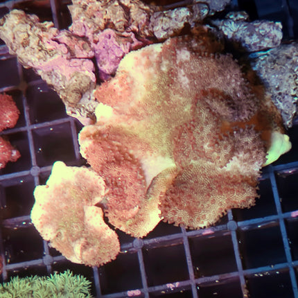 Sarcophyton Amarillo SM – Coral cuero resistente y decorativo para acuarios marinos
