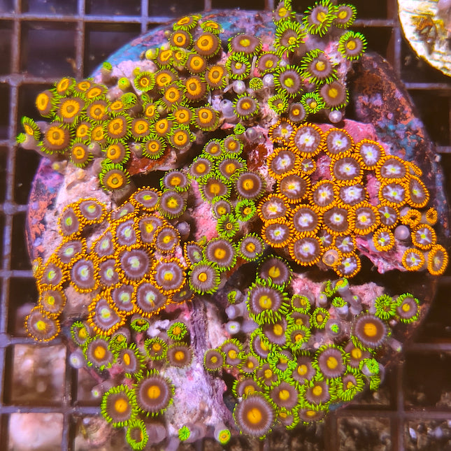 Zoanthus Garden – Explosión de Color para tu Acuario Marino