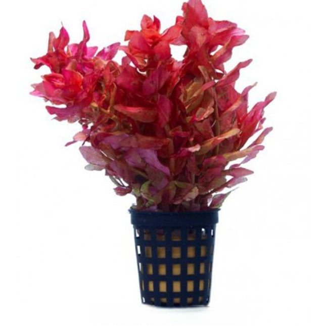 Rotala macrandra