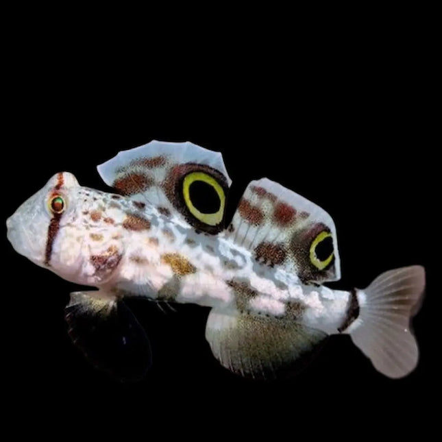 Signigobius biocellatus con cuerpo blanco crema decorado con motas marrones y dos manchas negras circulares en la aleta dorsal, que imitan ojos. Aletas pélvicas extendidas como base, estilo "saltador", y ojos grandes y brillantes.
