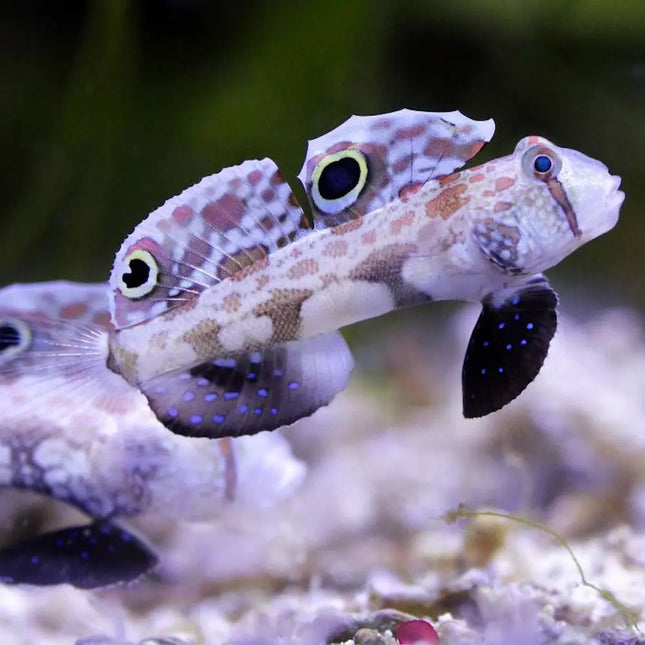 Signigobius biocellatus con cuerpo blanco crema decorado con motas marrones y dos manchas negras circulares en la aleta dorsal, que imitan ojos. Aletas pélvicas extendidas como base, estilo "saltador", y ojos grandes y brillantes.