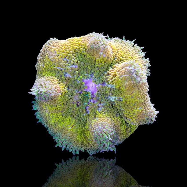 Stichodactyla tapetum, anémona tapete mini de colores brillantes