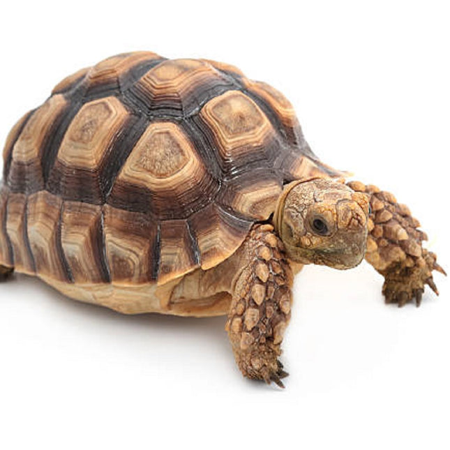 Tortuga Testudo marginata 6-8 cm