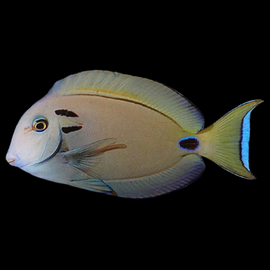 Acanthurus tennenti