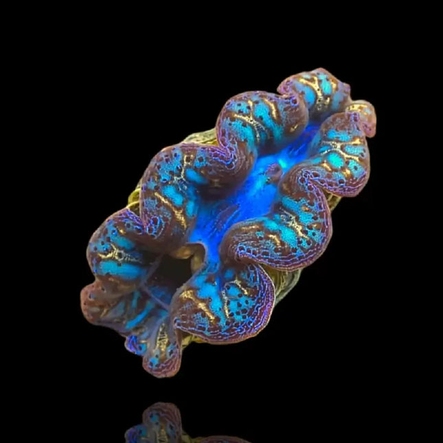 Tridacna crocea – Almeja gigante azul para acuarios de arrecife