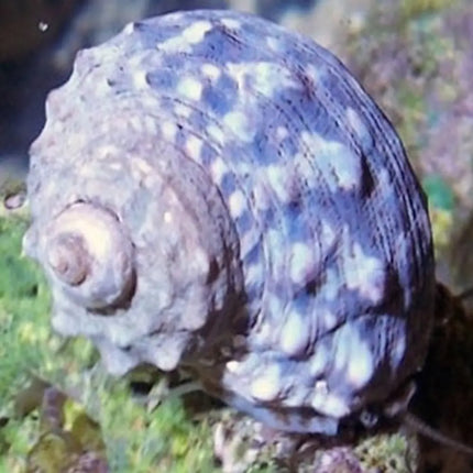 Caracol Turbo fluctuosa en acuario marino, mostrando su concha gruesa en forma de turbante mientras se desplaza sobre roca viva.

