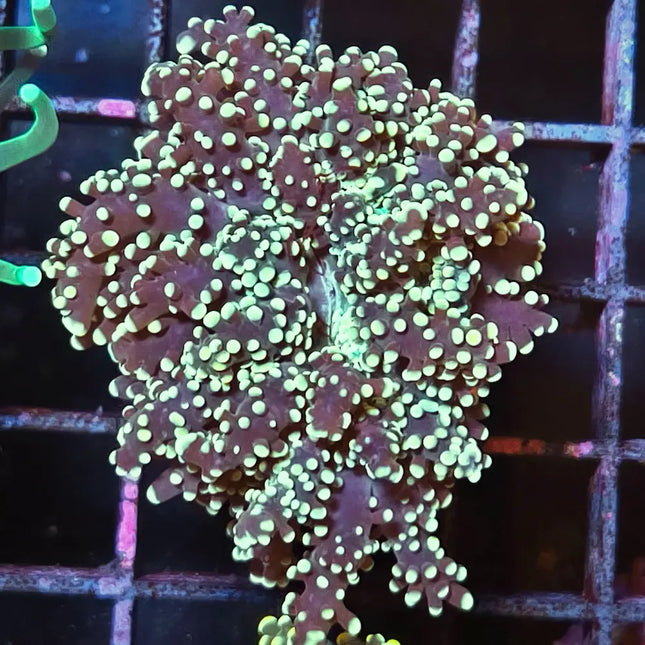 Euphyllia yaeyamaensis de puntas verdes