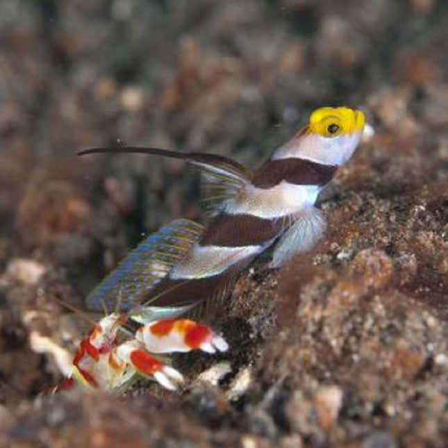 Stonogobiops xanthorhinicus + Alpheus randalli – Camarón Pistola Simbiótico y Gobio para Acuario Marino
