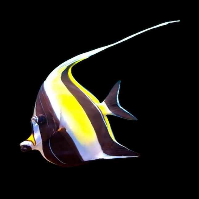 Zanclus cornutus con cuerpo negro y blanco con rayas verticales y prominentes “cuernos” sobre la cabeza.