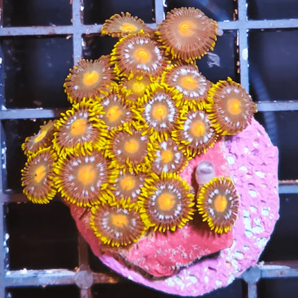 zoanthus amarillo y morado