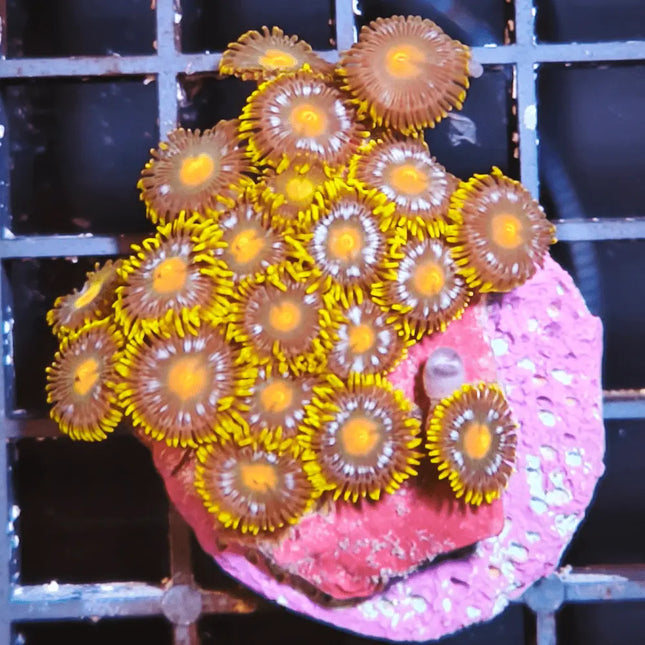 zoanthus amarillo y morado