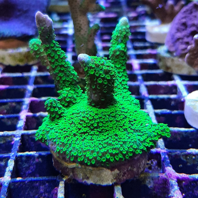 Montipora digitata Verde