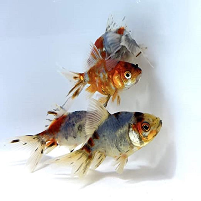 Fantail Surtido