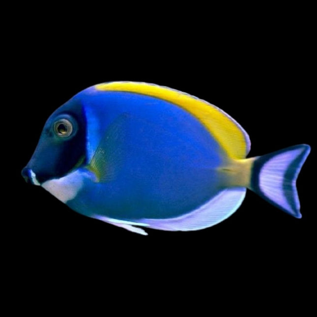 Acanthurus leucosternon S/M