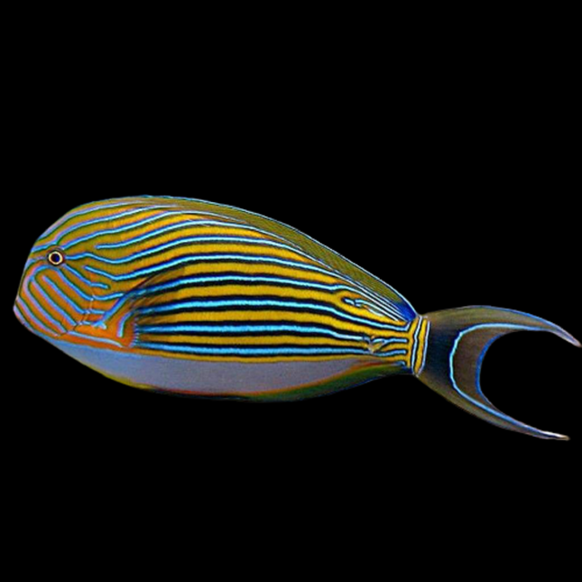 Acanthurus lineatus SM