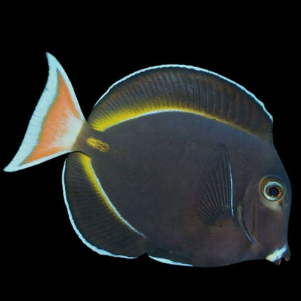 Acanthurus nigricans S/M