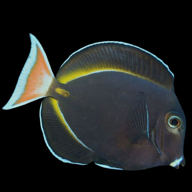 Acanthurus nigricans S/M