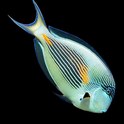 Pez Cirujano de Sohal o Acanthurus sohal ME