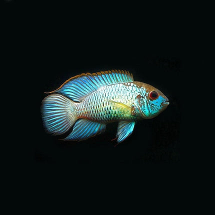 Ciclido Andinoacara pulcher Electric Blue