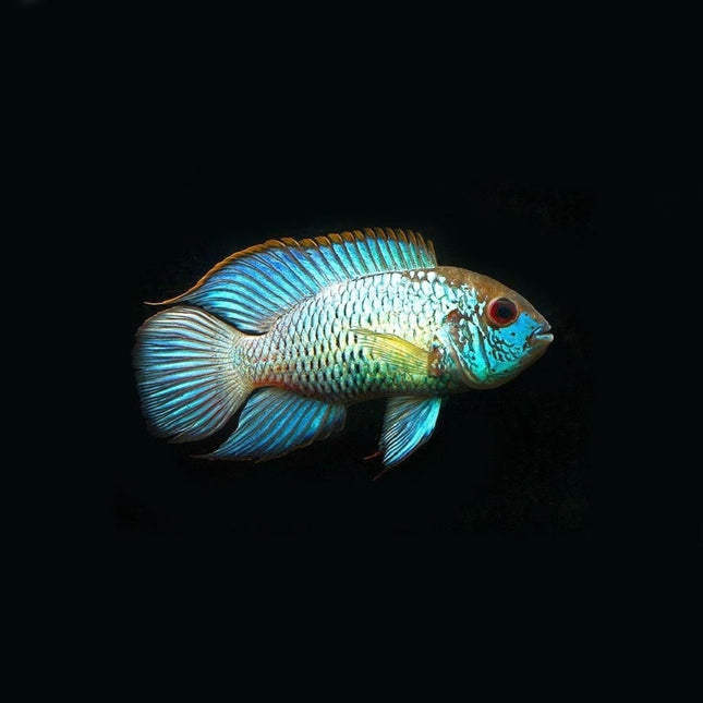 Ciclido Andinoacara pulcher Electric Blue
