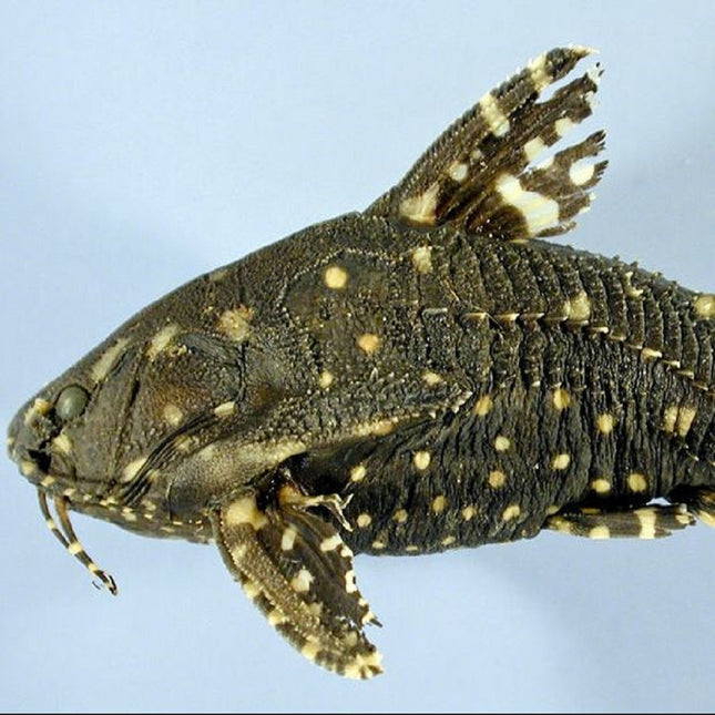 Agamyxis albomaculatus 3,5-4 cm