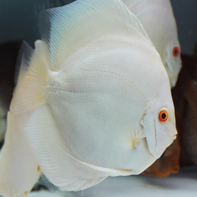 Disco Albino Fire Eyes Premium 7,5-8,5 cm
