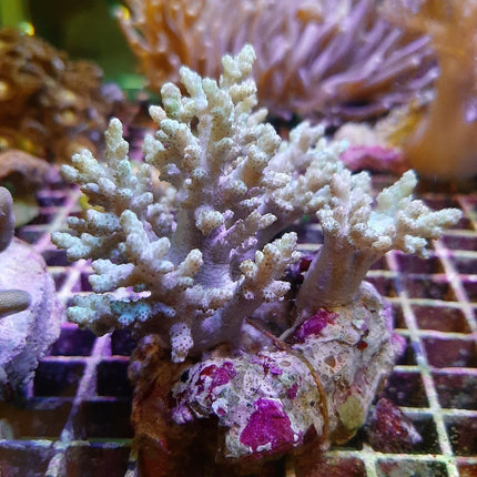 Alcyonium