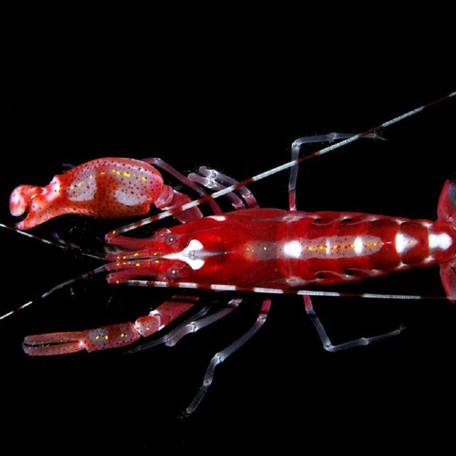 Alpheus armatus