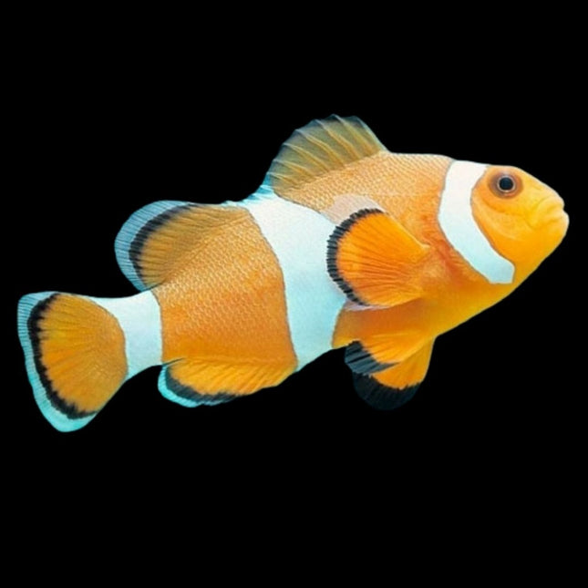 Pez Payaso Común o Amphiprion ocellaris