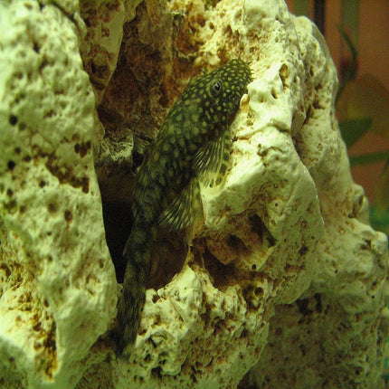 Ancistrus 3-3,5 cm
