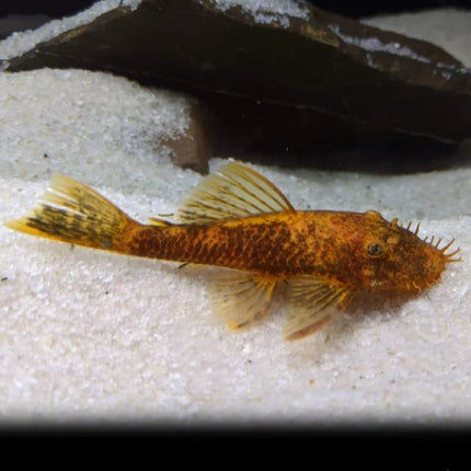 Ancistrus Calico 3-4 cm
