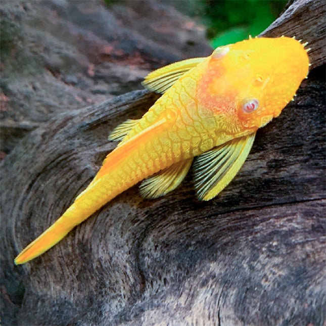 Ancistrus Oro 3-3,5 cm